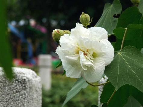 芙蓉會開花嗎|芙蓉花小知識！它幾月開花，開多少次，你知道嗎？